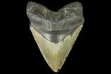 Huge, Fossil Megalodon Tooth - North Carolina #158230-1